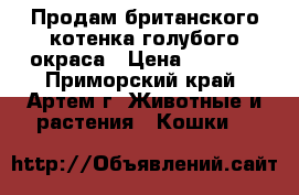 Продам британского котенка голубого окраса › Цена ­ 5 000 - Приморский край, Артем г. Животные и растения » Кошки   